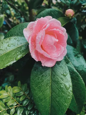 April Pink Flower Wallpaper