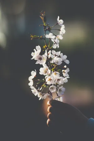 April White Flowers Aesthetic Wallpaper