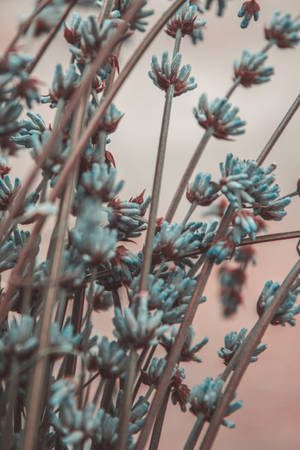 Aqua Blue Lavender Flowers Macro Wallpaper