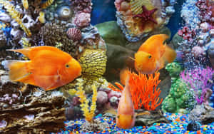 Aquarium Fish With Corals Desktop Wallpaper