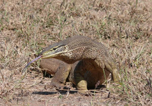 Argus Monitor Lizard On Grassy Area Wallpaper