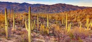 Arizona Desert Cactus Garden Wallpaper