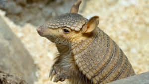 Armadillo Close Up Portrait.jpg Wallpaper