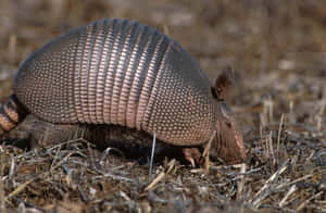 Armadillo_ Foraging_in_ Nature.jpg Wallpaper