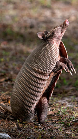 Armadillo Standing Tall.jpg Wallpaper