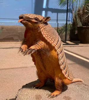 Armadillo Standing Tongue Out Wallpaper