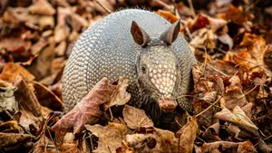 Armadilloin Autumn Leaves Wallpaper