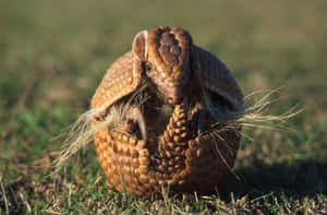 Armadilloin Defensive Ball.jpg Wallpaper