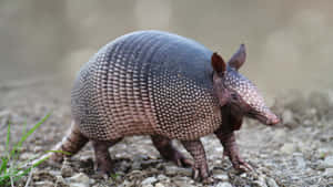 Armadilloin Natural Habitat Wallpaper