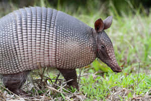 Armadilloin Natural Habitat Wallpaper