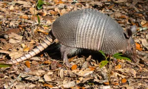 Armadilloin Natural Habitat.jpg Wallpaper