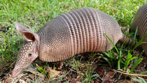 Armadilloin Natural Habitat.jpg Wallpaper