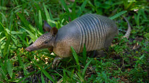 Armadilloin Natural Habitat.jpg Wallpaper