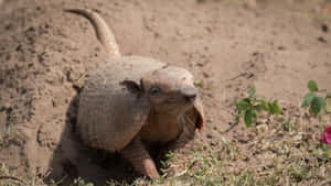 Armadilloin Natural Habitat Wallpaper