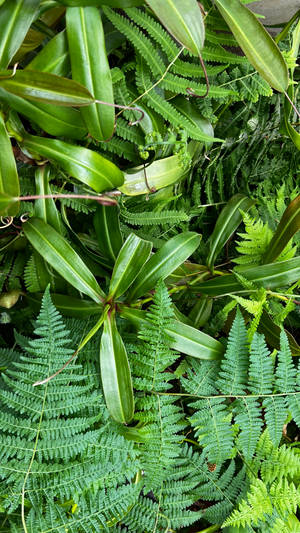 Array Of Green Leaves Amazing Iphone Wallpaper