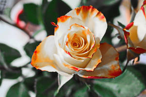 Artificial White Rose Wallpaper