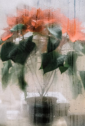 Artistic Poinsettia Plant Wallpaper