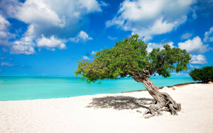 Aruba Crooked Tree Wallpaper