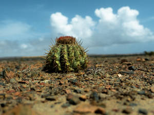 Aruba Melocactus Plant Wallpaper