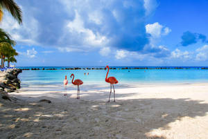 Aruba Private Wildlife Beach Wallpaper