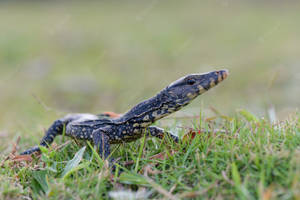 Asian Water Monitor Lizard In Grass Wallpaper