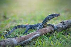 Asian Water Monitor Lizard On A Stick Wallpaper