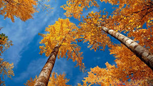 Aspen Tree Fall Desktop Wallpaper