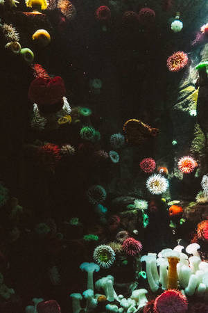 Assorted Coral Wallpaper