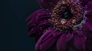 Aster Purple Flower Wallpaper