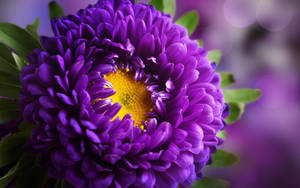 Aster Yellow Florets Purple Flowers Wallpaper