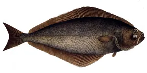 Atlantic Halibut Illustration Wallpaper