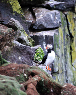 Atlantic Puffin Birds In Nature Wallpaper