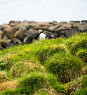 Atlantic Puffins Birds In Nature Wallpaper