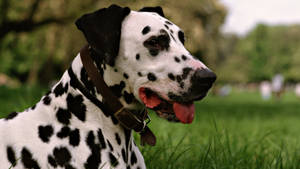 Attractive Dalmatian Dog With Collar Wallpaper
