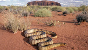 Australian Outback Snake Wallpaper