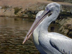 Australian Pelican Beautiful Birds Wallpaper