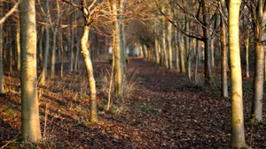Autumn Dried Trees And Brown Fallen Leaves Wallpaper
