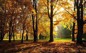 Autumn Hickories Trees In Forest Wallpaper