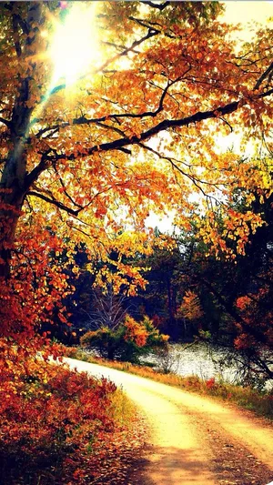 Autumn Iphone 6 Plus With The Sun Shining Wallpaper