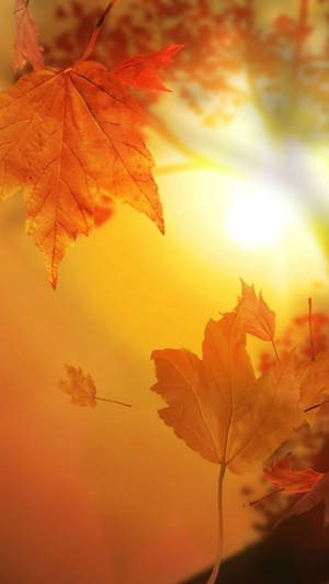 Autumn Iphone Floating Maple Trees Wallpaper