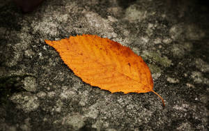 Autumn Leaf On Grey Ground Wallpaper