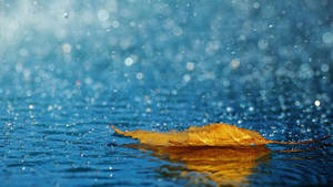 Autumn Leaf Raindrops On A Misty Gray Morning Wallpaper