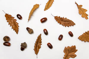 Autumn Leaves And Nuts Wallpaper