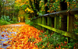 Autumn Leaves Full Screen Hd Desktop Wallpaper