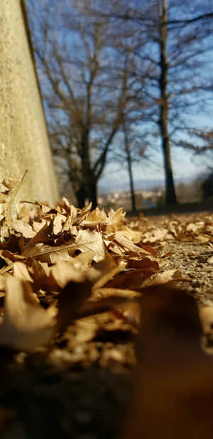Autumn_ Leaves_ Ground_ Perspective.jpg Wallpaper