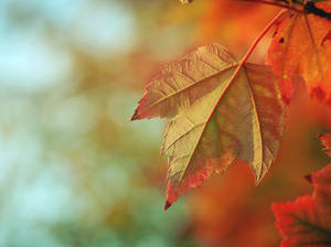 Autumn Maple Leaf Backside Close-up Wallpaper