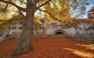 Autumn Morrison Hall Indiana University Bloomington Wallpaper