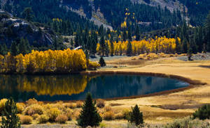 Autumn Mountains And Yellow Trees Wallpaper