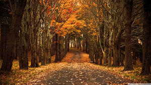 Autumn Orange Country Road Wallpaper