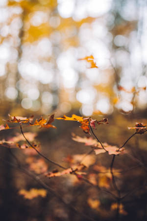 Autumn Phone Maple Tree Wallpaper